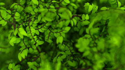 Fototapeta na wymiar Beautiful summer background with leaves. 3d illustration, 3d rendering.