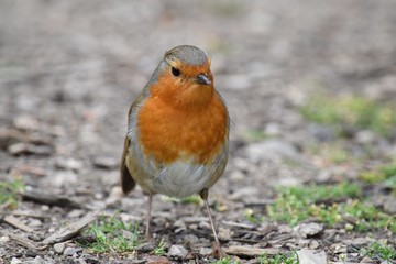 Robin red breast