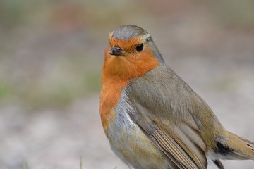 Robin red breast