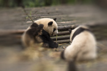 panda sits in the forest