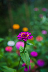 beautiful forest flowers