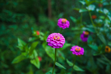 Fototapeta premium beautiful forest flowers