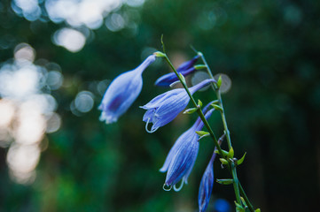 beautiful forest flowers