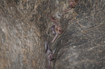 bat is mammal and call 