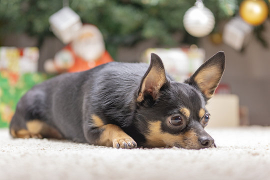 The dog under the tree fountains guard presents