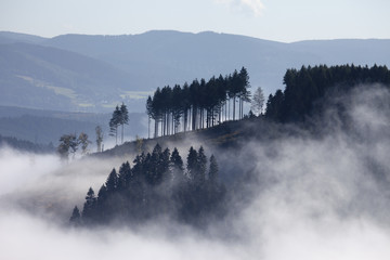 Nebel zieht durch Tannen und Berge