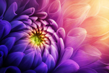 Coup de macro de fleur de chrysanthème coloré. Fond de fleur de couleur jaune, rouge, violet chrysanthème.