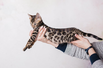 bengal baby kitten brown spotted