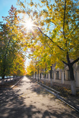 Beautiful city landscape with autumn trees and fallen leaves