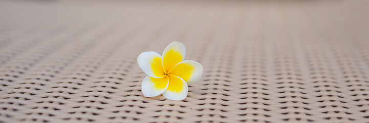 Fototapeta na wymiar Tropical flower on a deckchair. Holiday concept BANNER, long format