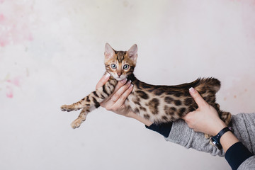 bengal baby kitten brown spotted