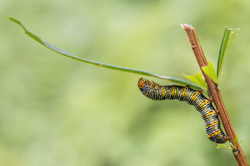 Oruga comeindo hojas