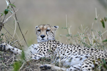 cheetah © Herbert