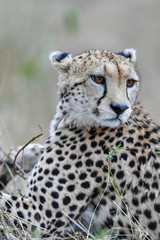 cheetah © Herbert
