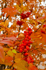 berries of mountain ash on the tree