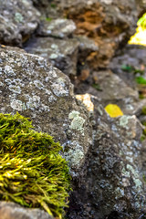 green moss on stone