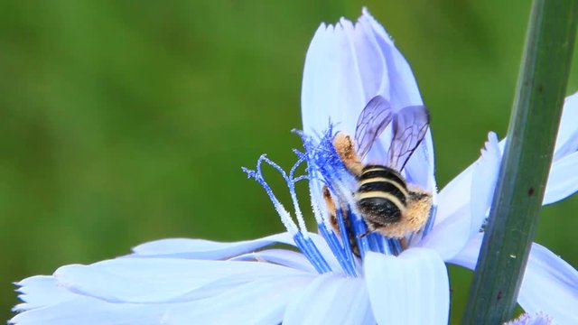 Closeup of bee on purple Cichorium blooming flower. Common hoverfly
