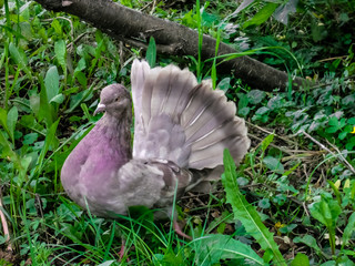 the dove in the grass