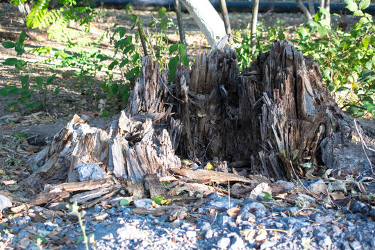 Cut tree stump age rings design background background wallpaper