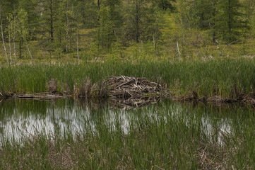 Obraz premium Beaver Lodge