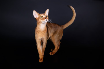 Abyssinian cat on colored backgrounds