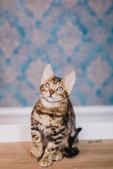 bengal baby kitten brown spotted