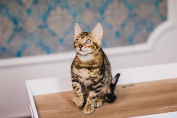 bengal baby kitten brown spotted
