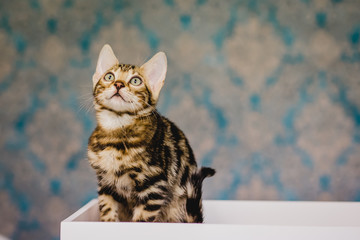 bengal baby kitten brown spotted
