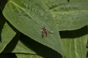 Bee