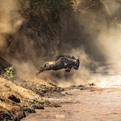 Wildebeest leaps from the bank of the Mara river