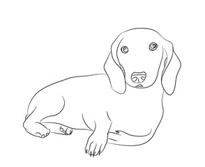 dog lies, dachshund, lines, vector,