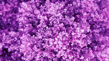 Obraz premium Beautiful purple background with leaves, season of the year. 3d illustration, 3d rendering.