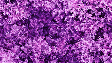 Obraz premium Beautiful purple background with leaves, season of the year. 3d illustration, 3d rendering.