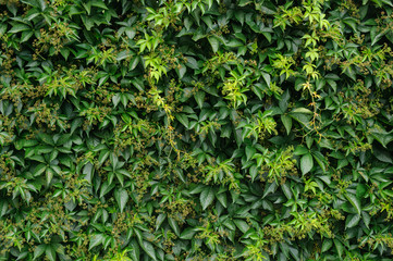 Green leaves texture