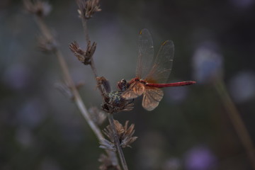 Red dragonfly sat down to rest on a dried flower.