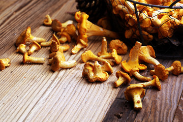 Raw wild chanterelle mushrooms. Composition with wild mushrooms