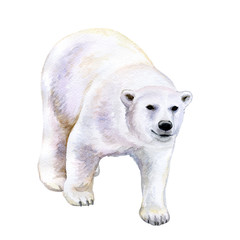Polar white bear isolated on white background. Watercolor. Illustration. Template.  Hand drawn. Greeting card design. Clip art.
