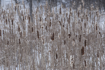 Winter Cattails
