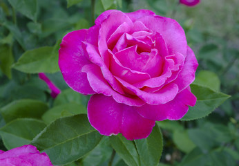 flower of a pink rose in the garden
