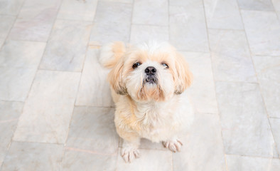 small dog breeds shih tzu brown fur.And she sat staring at the camera with a lovely eyes.And it is also a beautiful and loyal pet.