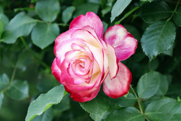 flower of a pink rose in the garden