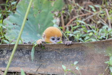 Obraz premium Affenbaby in freier Natur Malaysia