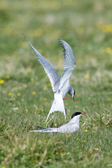 Küstenseeschwalbe landet im Gras