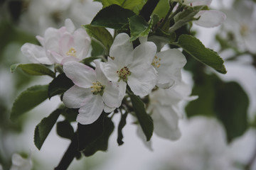 White Apple Flowers 