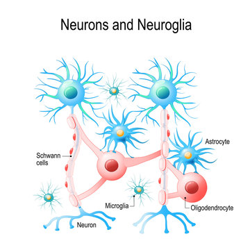 Neurons and neuroglial cells.
