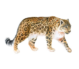Snow Leopard. Wild cat in motion. Clip art. Illustration. Watercolor. Hand drawn. Template. Close-up. Clip art.
