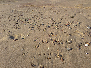 Strand Meer Muscheln Steine