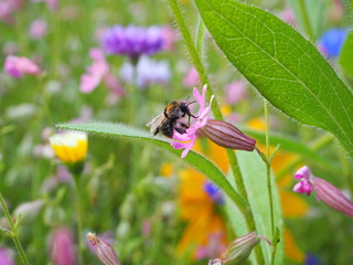 A bee pollinating a pink flower on the meadow