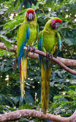 Great Green Macaws