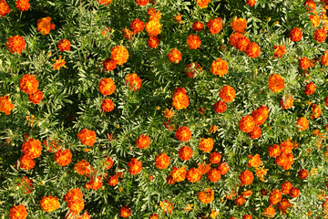 A red and brown, yellow terry flower tagetes on a green background. The yellow center of the flower and a thin yellow border on the petals.